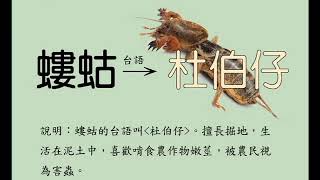 螻蛄的台語怎麼說？ [upl. by Houghton185]