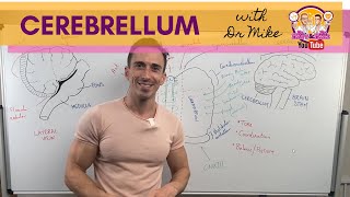 The Cerebellum [upl. by Templeton]