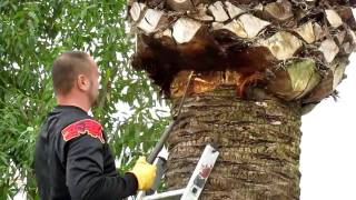 Het snoeien van een palm in Altea Spanje Pruning Palms [upl. by Charteris]