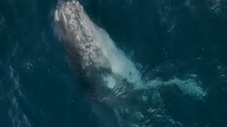 Majestic humpback whale does a full breaching and shows the wondrous nature of ocean life [upl. by Happy]