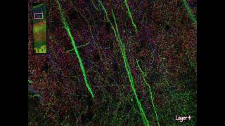 Visualizing the brain as a universe of synapses [upl. by Odelinda814]