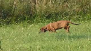 Hannoverscher Schweißhund erkundet sein Grundstück [upl. by Mckeon]