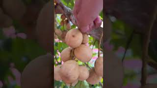 Harvesting lansium domesticum fruit shorts youtubeshorts [upl. by Weasner]