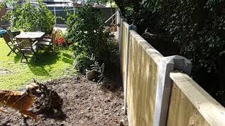 Lurcher jumping fence [upl. by Eivod]