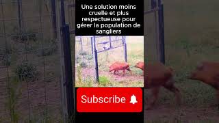 Et si on arrêtait labattage des sangliers  Découvrez lune des solutions  chasseurs video [upl. by Eam]