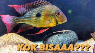 AKHIRNYA NELORR Geophagus winemilleri Stripetail [upl. by Nahtaoj62]