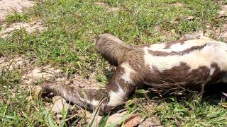 sloth running for its life [upl. by Gerianne625]