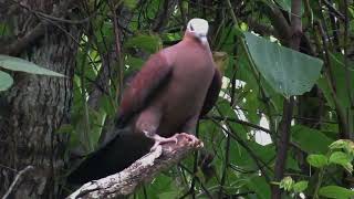 紫林鸽Palecapped Pigeon Columba punicea [upl. by Selia]