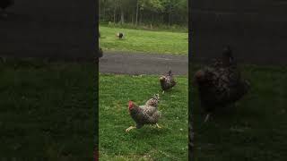 Chickens Running [upl. by Beaston]