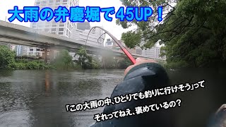 大雨の弁慶堀で45UP！ ～「この大雨の中、ひとりでも釣りに行けそう」って それってねえ、褒めているの？～ [upl. by Nicolette]