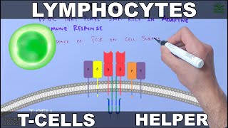 Lymphocytes  T cells [upl. by Eneri]