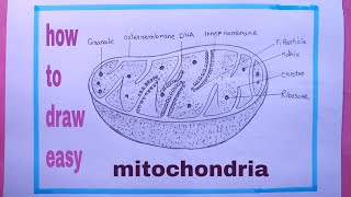 How To Draw Mitochondria Step By StepMitochondria Drawing Easy [upl. by Raffarty]