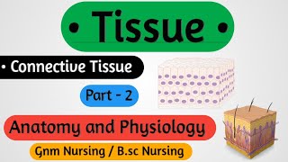 Tissue Anatomy And Physiology Part 2  Types Of Connective Tissue [upl. by Enaillil]