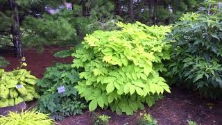 Aralia Sun King  wwwgardencrossingscom [upl. by Juliann]