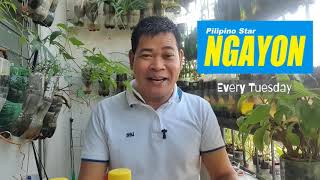 PAANO GAWING EFFECTIVE FOLIAR FERTILIZER ANG BALAT NG SAGING with ENG subs [upl. by Vernen]