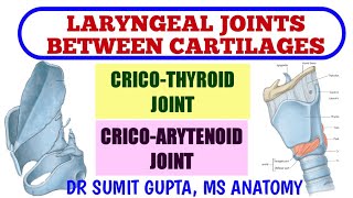 LARYNGEAL JOINTS  Cricothyroid Joint  Cricoarytenoid Joint [upl. by Mcevoy681]