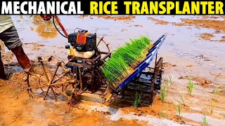 Mechanical Rice Transplanting  Paddy Planting Machine [upl. by Ffirahs]