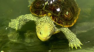 Diamondback Terrapins the most adorable marsh turtle [upl. by Nonnair]