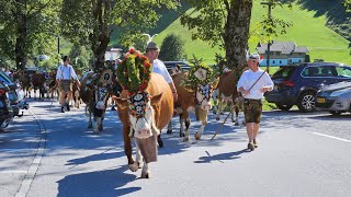 Almabtrieb am Achensee 2024 [upl. by Airdnax]