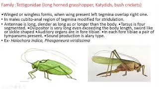 Order OrthopteraCharacteristics amp classification [upl. by Highams]