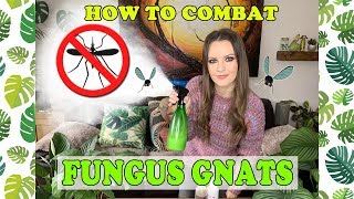 HOW TO COMBAT FUNGUS GNATS MY TOP TIPS 🌱 [upl. by Nedah]