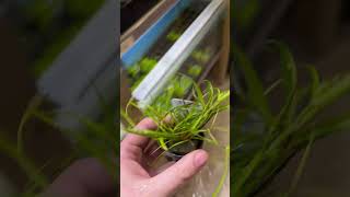 Juncus Repens aquarium plants aquariumplants paludarium [upl. by Ahl]