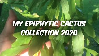 Rhipsalis and other epiphytic cacti 2020 [upl. by Declan]