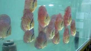 Lucky Tropical Fish Farm Whole Farm View part 3 [upl. by Mahgem113]