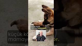 Mamaya El Koyuyor köpekbakımı köpekadam çağrıaracı köpek youtubecreatorcommunity [upl. by Lenzi]