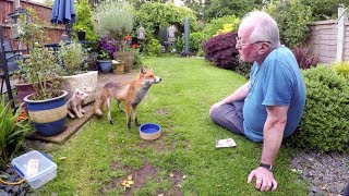 Friendly wild urban fox comes to be fed [upl. by Nollek]