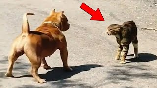 El Gato Más Valiente Captado en Cámara Derrotando a Perros  Animales Divertidos [upl. by Lennod708]