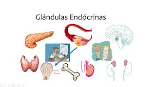 ¿Qué hace un Endocrinólogo Pediatra [upl. by Anialem536]