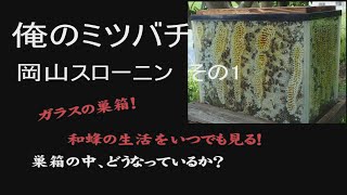 もっと知りたい「ニホンミツバチ」俺のミツバチ ①ガラスの巣箱 ミツバチがシンデレラ？ すべて丸見えです。ミツバチ生活が [upl. by Gerk]