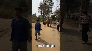 The Emotional World of Elephants shorts animals elephant elephantworld animallover [upl. by Atiroc]