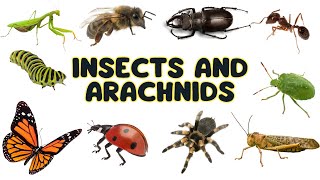 Insects and Arachnids for Kids to Learn  Educational Video  English Vocabulary [upl. by Roby]