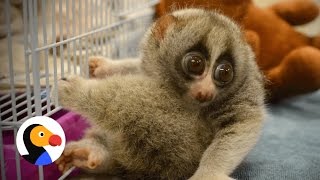 Slow Lorises HATE to be Tickled amp Why They Should Never Be Pets  The Dodo [upl. by Luisa]