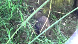 Born two pampas cat in Bioparque MBopicuá Uruguay [upl. by Rodolfo512]