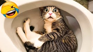 You Laugh You Lose Dogs And Cats 🙀🤣 Best Funny Animal Videos 😍😅 [upl. by Sum]