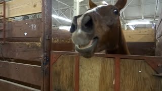 30 Minutes of HILARIOUS Horses  Best Compilation [upl. by Bromleigh645]