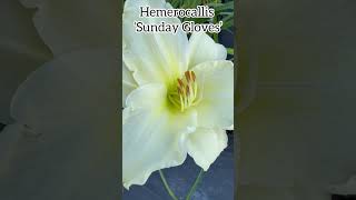 Hemerocallis ‘Sunday Gloves’ hemerocallis perennial flowers daylilies daylily garden plants [upl. by Nonac]