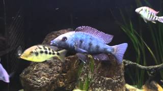 Fossorochromis rostratus [upl. by Blakelee]