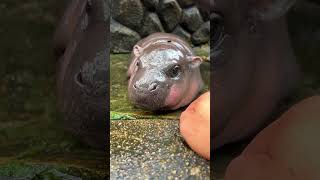 Baby Hippo quotMoo Dengquot [upl. by Grubman]