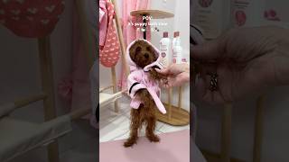 it’s puppy bath time puppy shorts asmr pink poodle asmrsounds [upl. by Melamed]