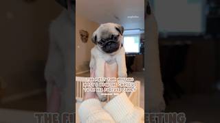 The HEARTWARMING story of how we chose our PUPPY Mosy 🥹🤍 pug dog love [upl. by Ataga241]