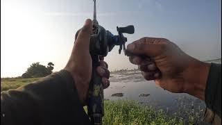 snakehead hunting in winter after long time snakeheadfish viralvideo [upl. by Davey]