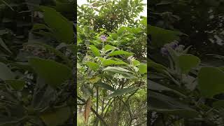 Weedy tobacco tree Solanum mauritianum in Brisbane from South America [upl. by Gintz]