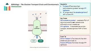 The Electron Transport Chain and Chemiosmosis IB Biology HL [upl. by Terr]