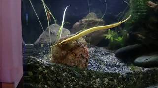 Freshwater Pipefish Doryichthys martensii eating frozen mysis [upl. by Quincy]