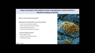 Mycoplasma The Silent Contaminant Cell Line Contamination Webinar [upl. by Frida]