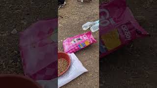 Gide a Dog a Chance Donate Food For Mountain Strays puppy youtube youtubeshorts animals [upl. by Aniuqal]